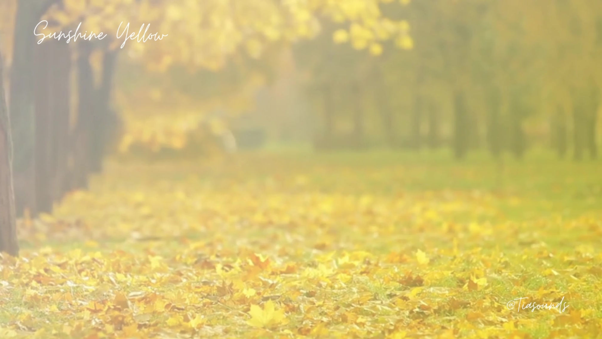 Sunshine Yellow